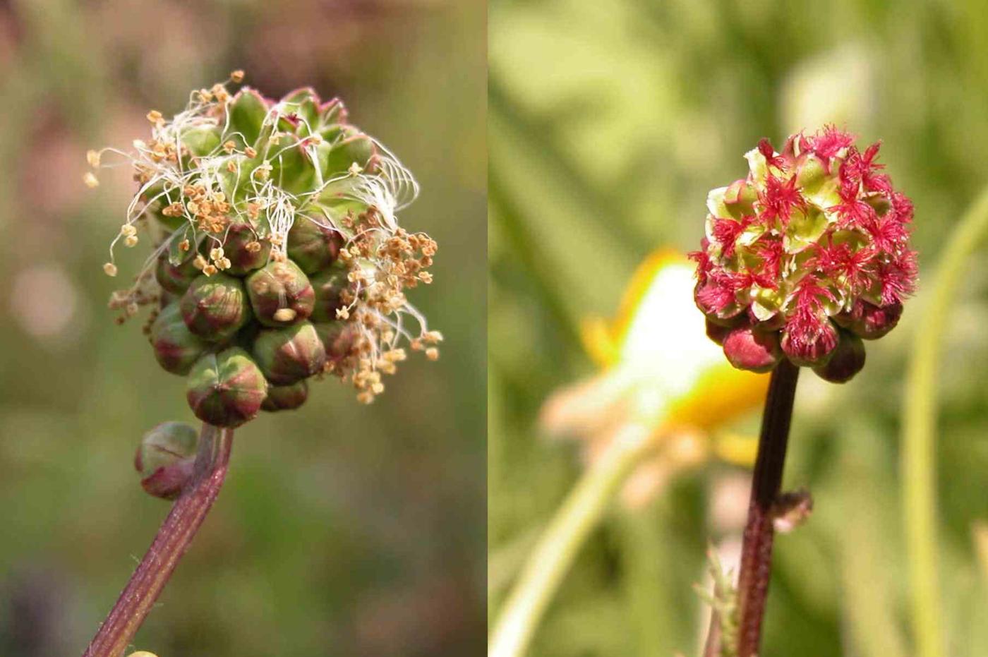 Burnet, Salad/Fodder flower